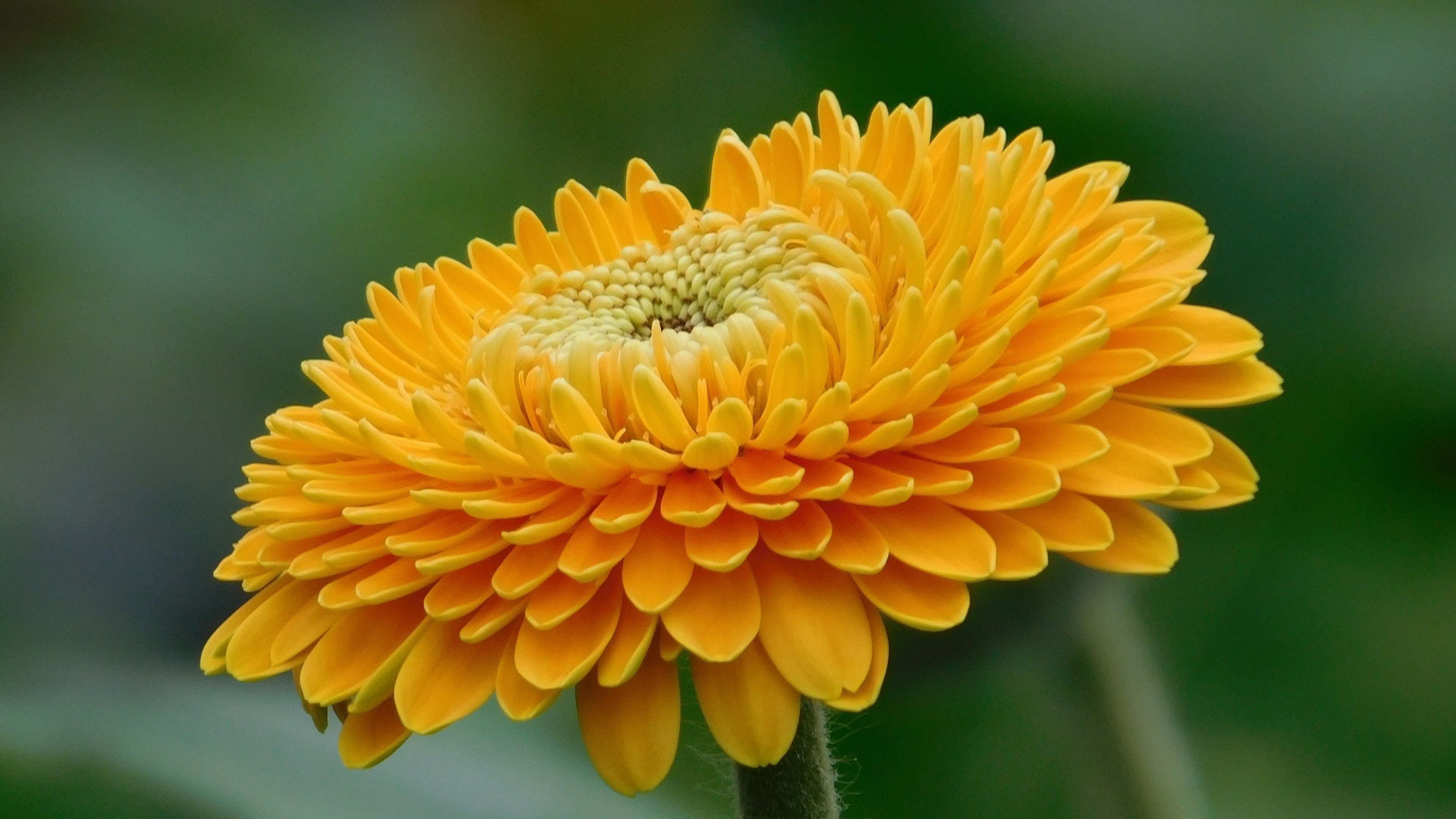 Orange Gerbera Flower - Best Flower Wallpapers For Download , HD Wallpaper & Backgrounds