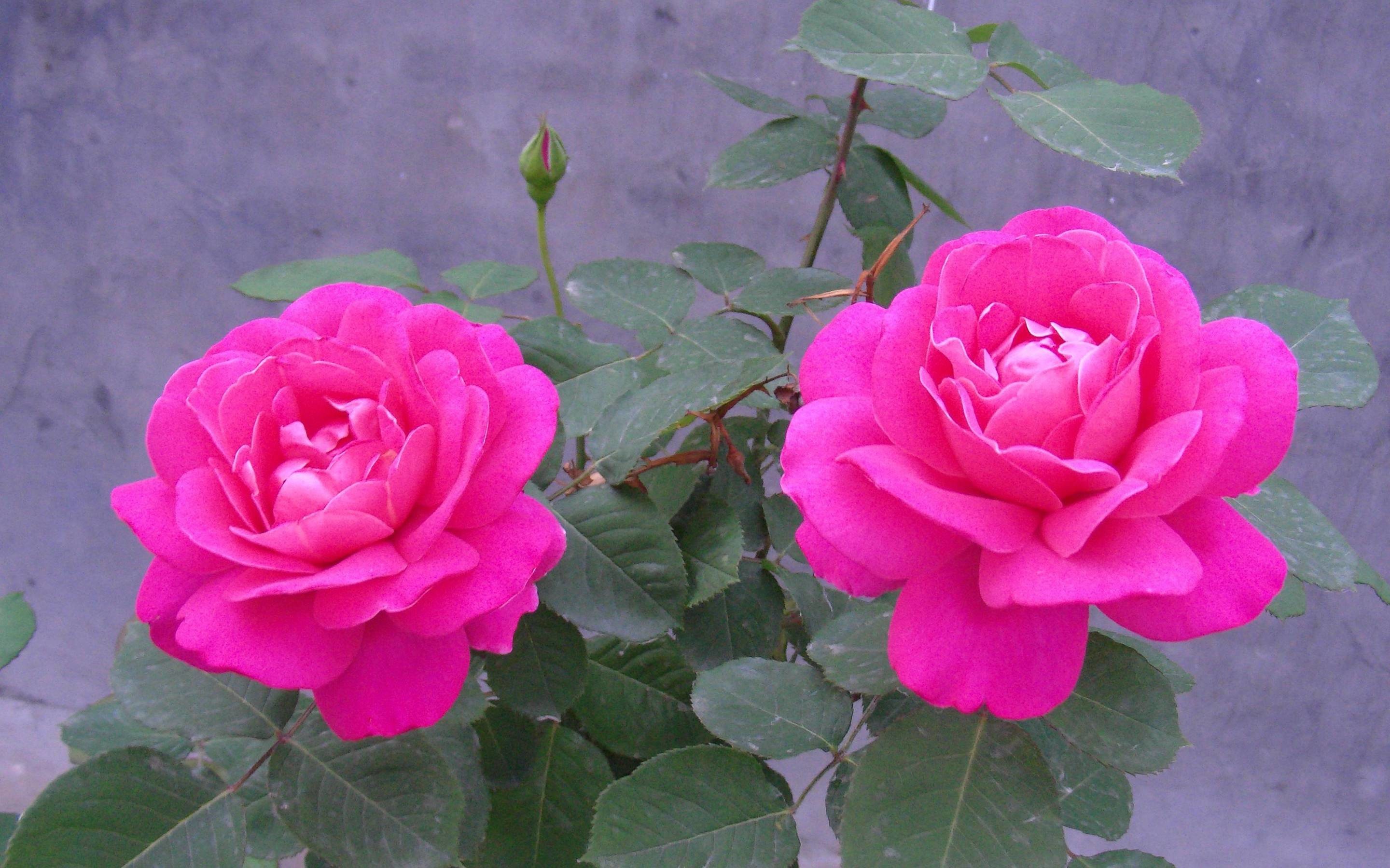 Pink Rose Flowers Hd , HD Wallpaper & Backgrounds