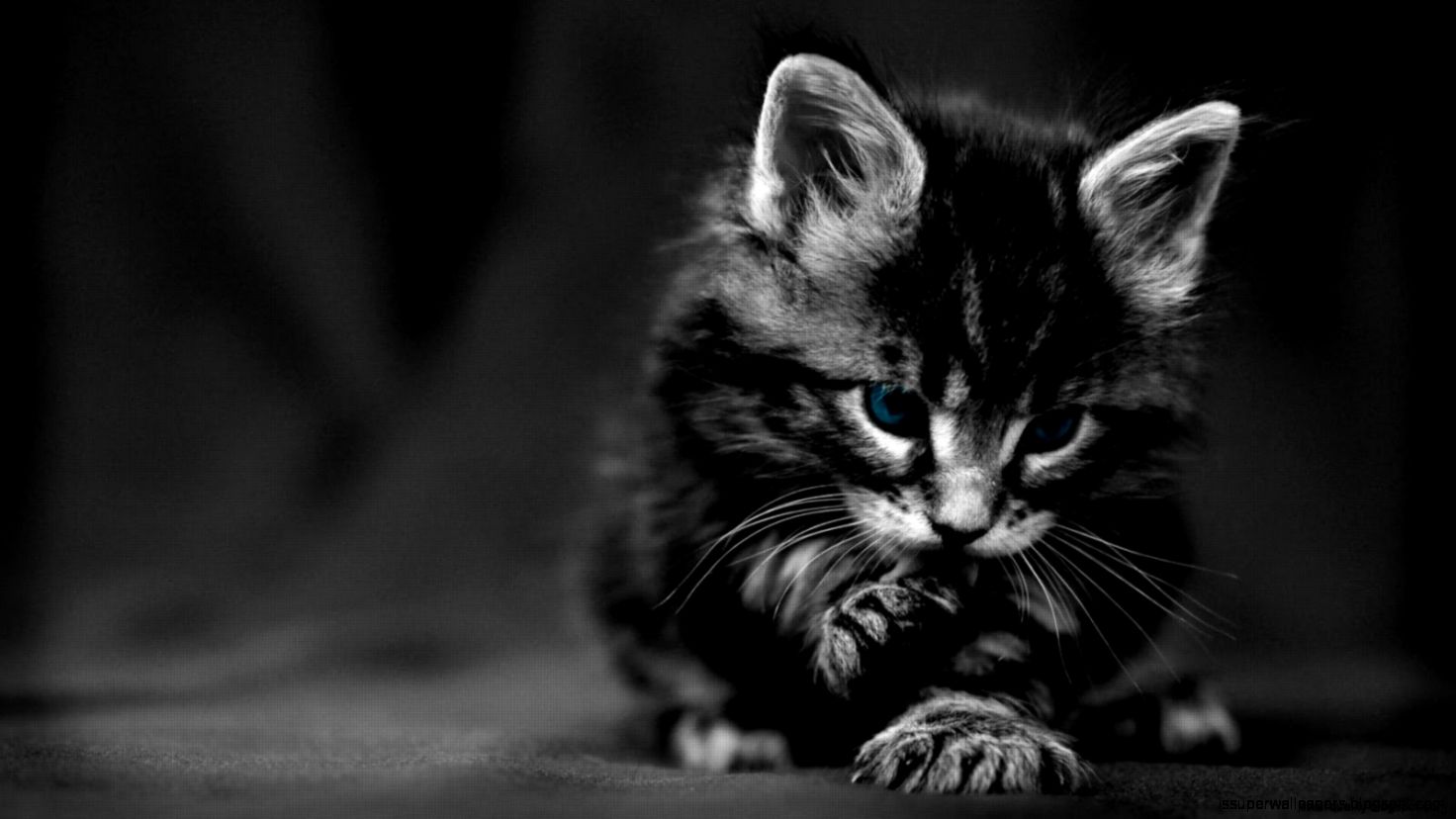 1080p Black And White Wallpaper Hd Black And White - Black Kitten Wallpaper Hd , HD Wallpaper & Backgrounds