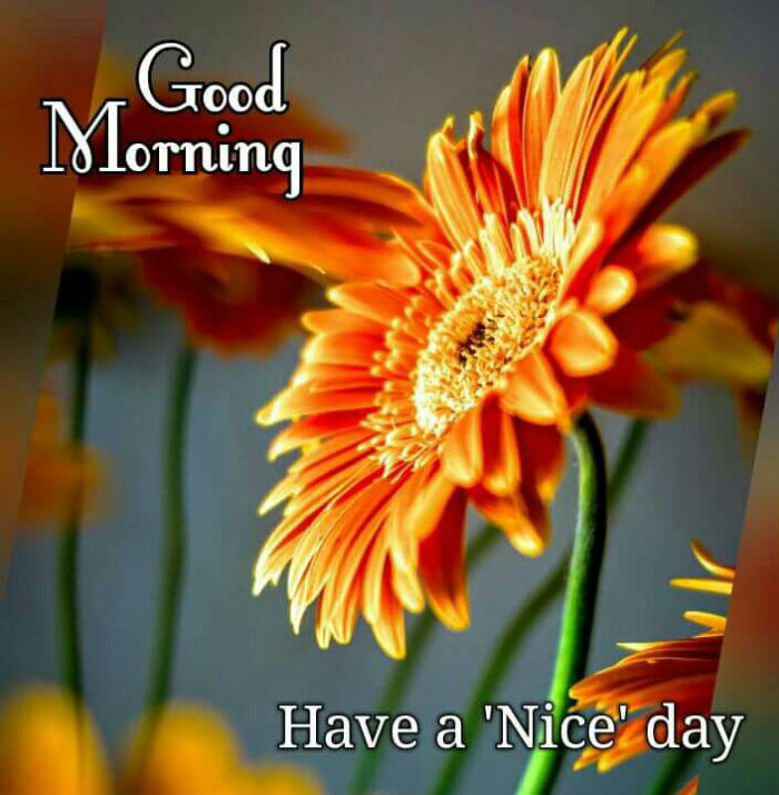 Good Morning Whatsapp Message - Morning Wishes Download Good Morning , HD Wallpaper & Backgrounds