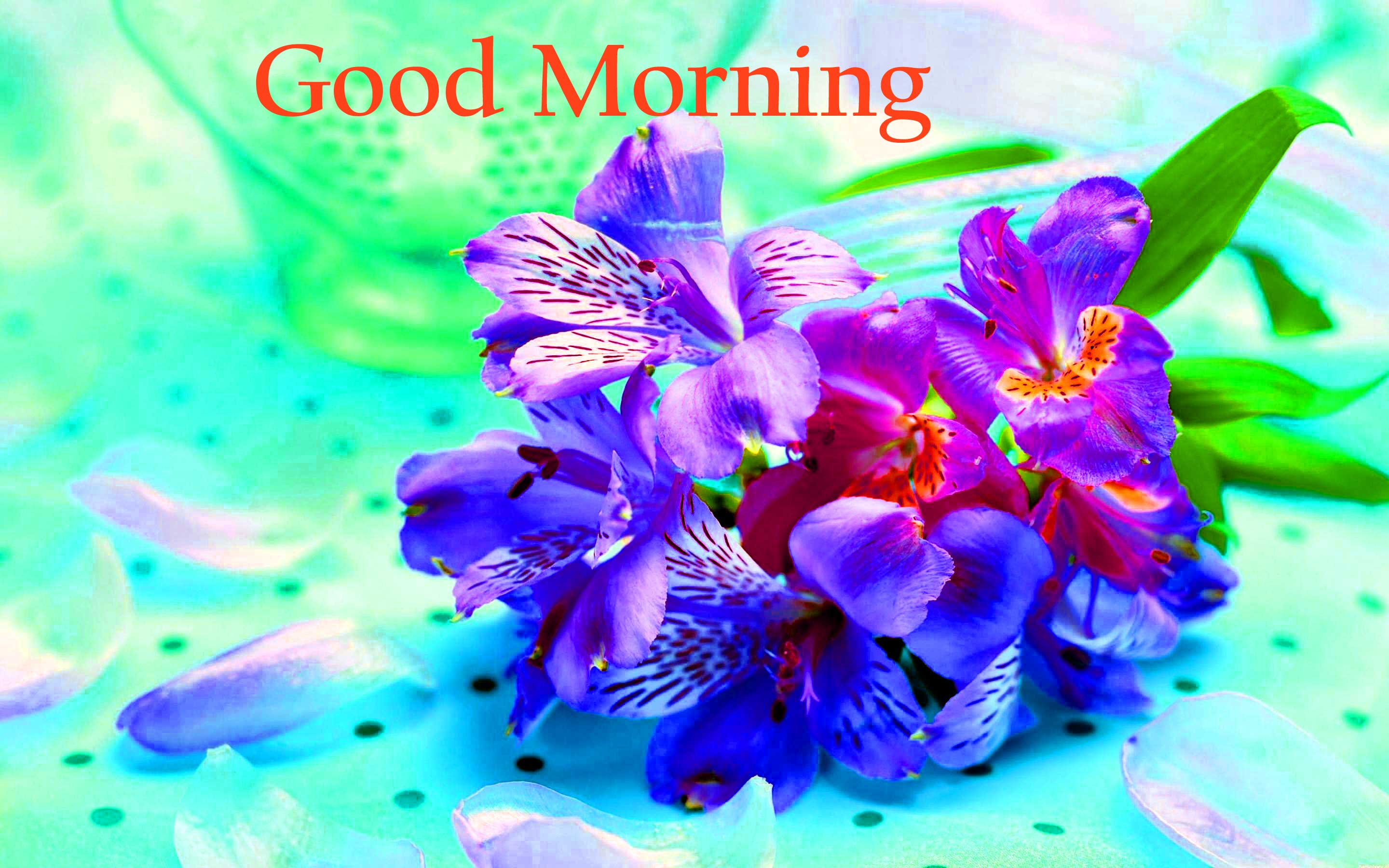 Good Morning Flowers Images Wallpaper Pics Download - Flower Good Morning Love Pictures For Whatsapp , HD Wallpaper & Backgrounds