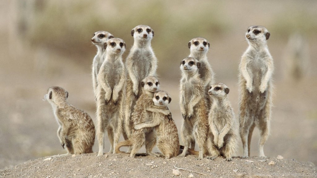 Meerkat African Animals , HD Wallpaper & Backgrounds