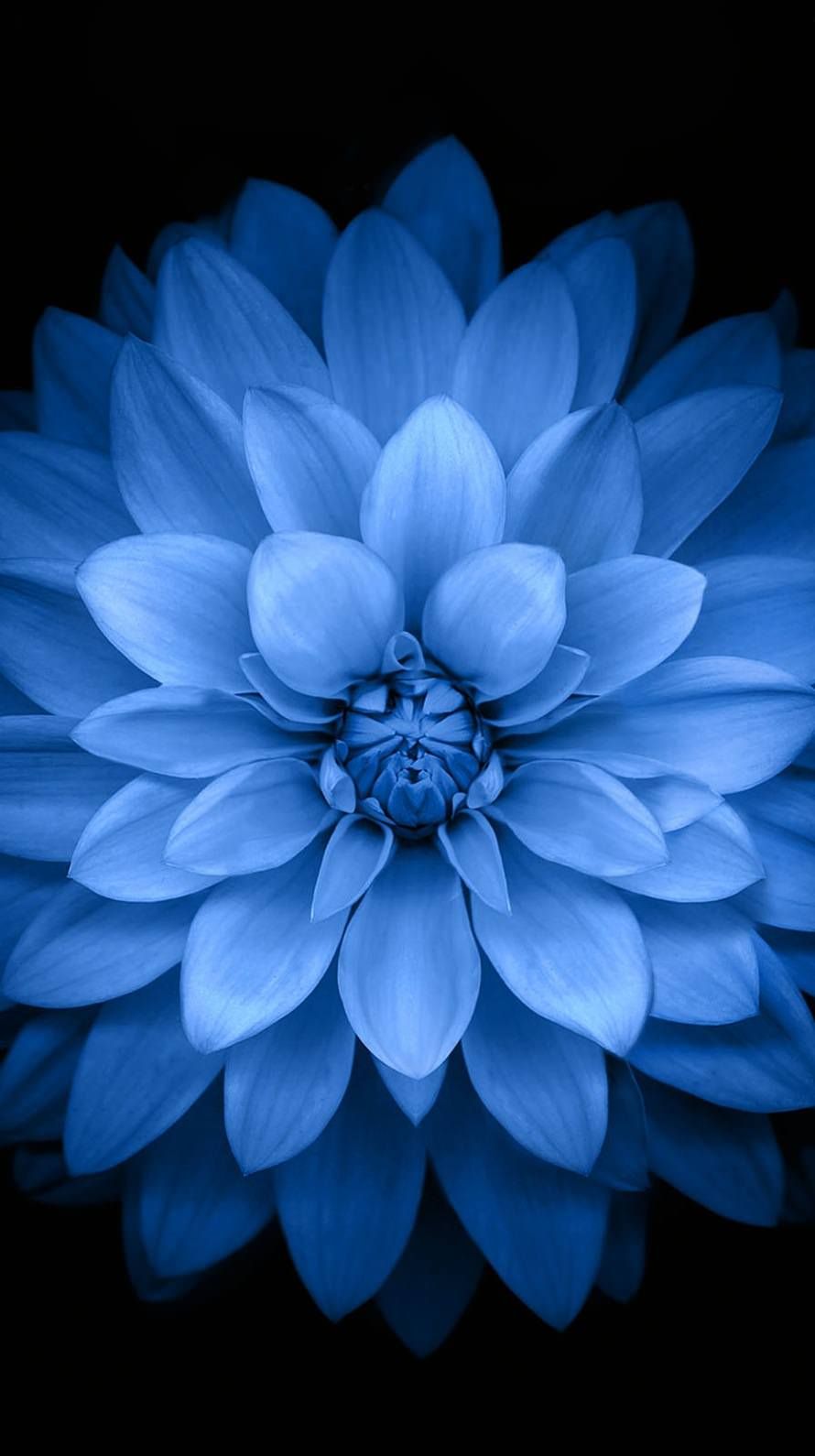 Iphone 6 Parallax Wallpaper - Apple Watch Flower Background , HD Wallpaper & Backgrounds