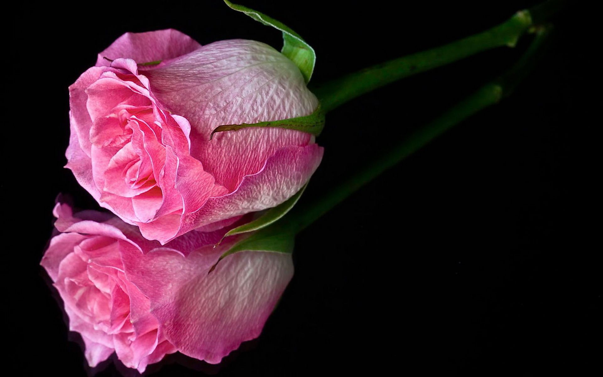 Single Pink Rose Wallpaper Hd - Pink Flower Image In Black Background , HD Wallpaper & Backgrounds