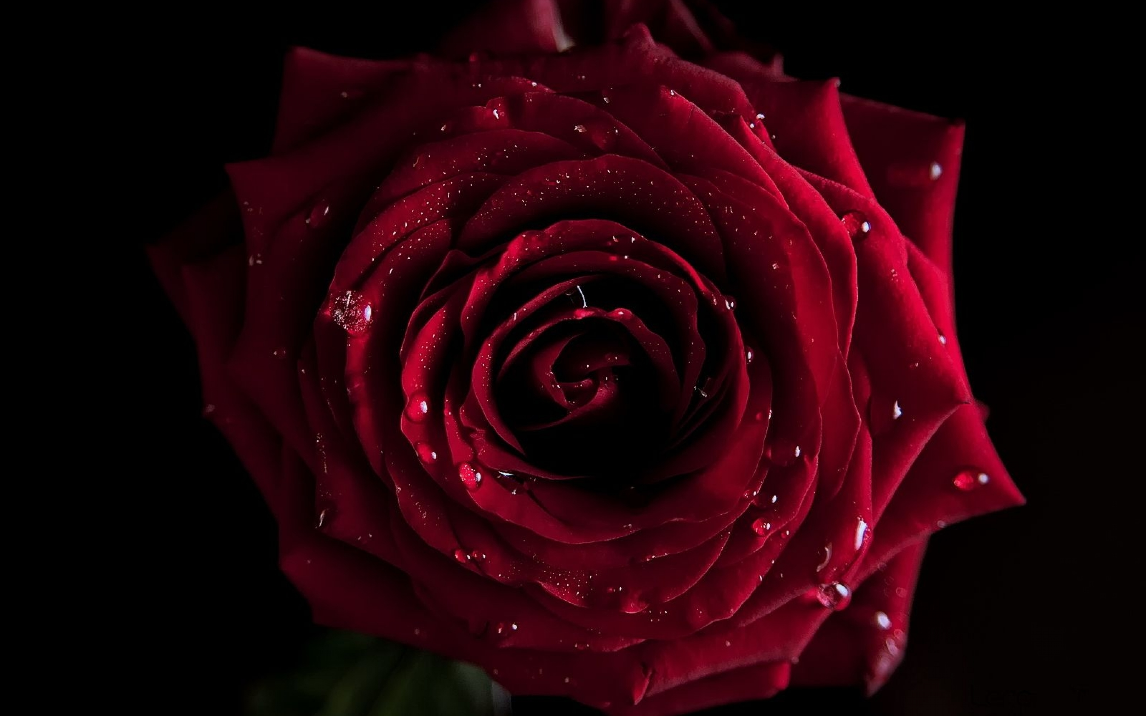 Red Rose Hd Wallpapers 1080p - Dark Red Flower Hd , HD Wallpaper & Backgrounds