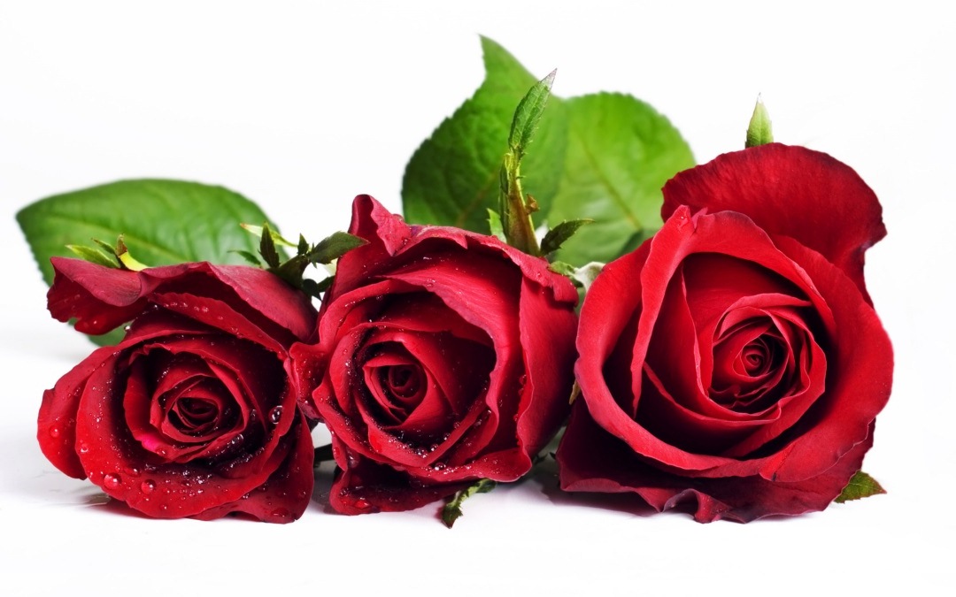 Download Link - Four Roses , HD Wallpaper & Backgrounds