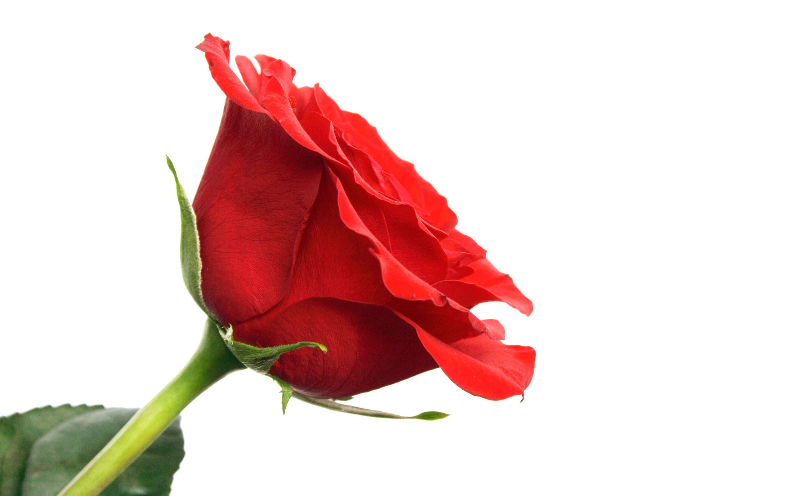 Beautiful Flowers Hd Wallpapers Rose Flower Wallpaper - Happy Rose Day To Husband , HD Wallpaper & Backgrounds