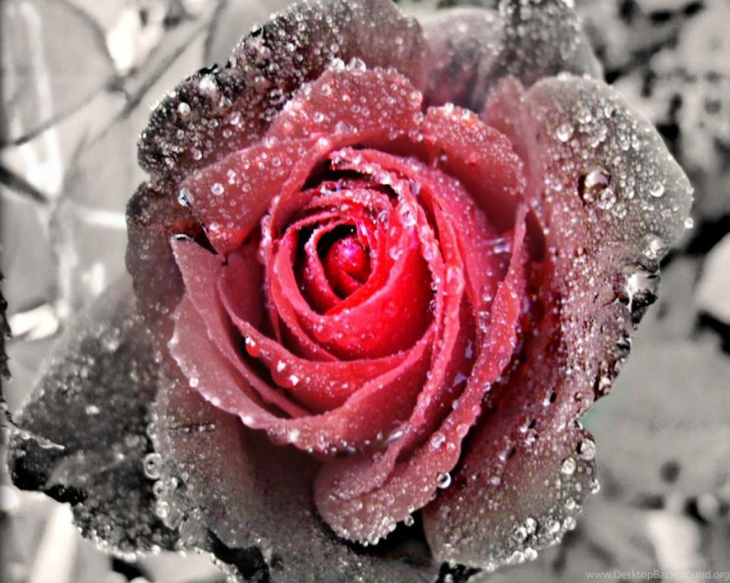 Black & White Rose , HD Wallpaper & Backgrounds