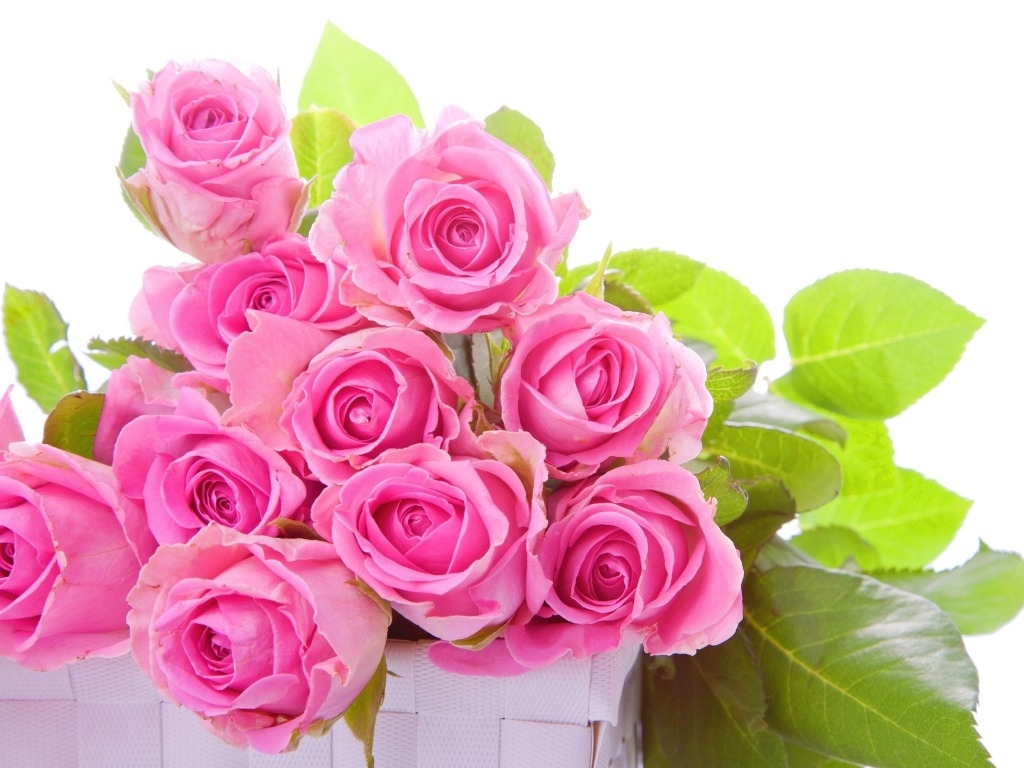 Image Details Source - Hd Wallpapers Flowers Pink Rose , HD Wallpaper & Backgrounds
