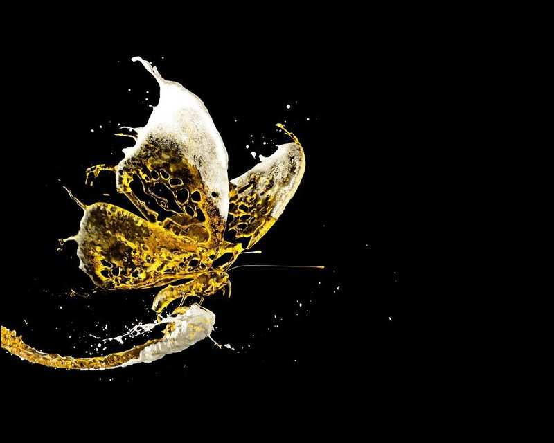 4d Wallpapers For Desktop Wallpapersafari 4d Butterfly 100229