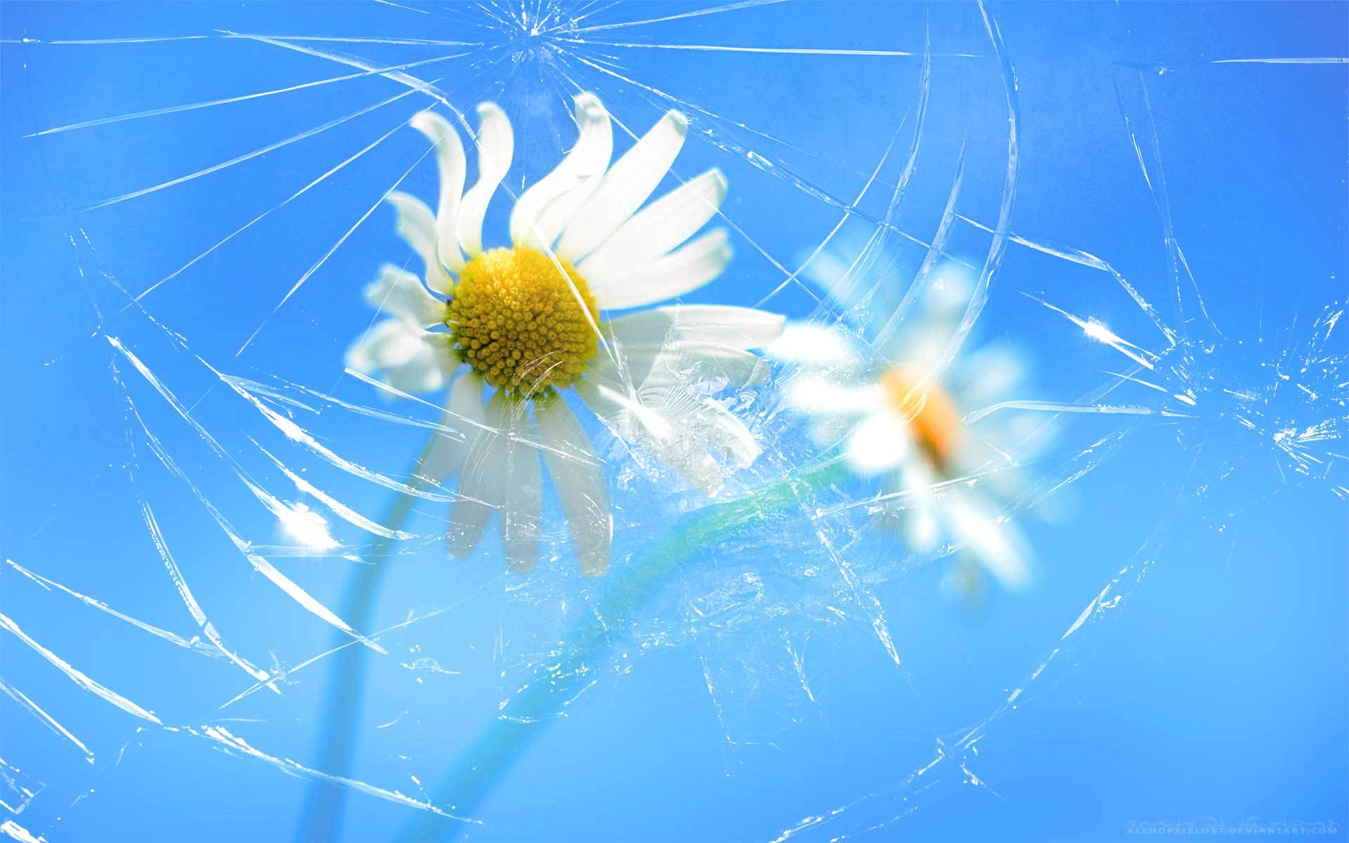 Broken Screen Wallpaper Hd - Papel De Parede Windows 8 Flores , HD Wallpaper & Backgrounds