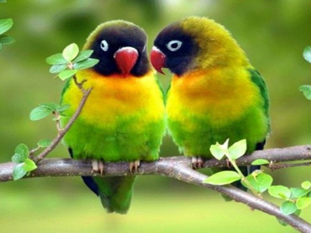 Hd 3d Cute Love Mobile Phones Wallpapers Download Wallpaper - Love Birds In Cage , HD Wallpaper & Backgrounds