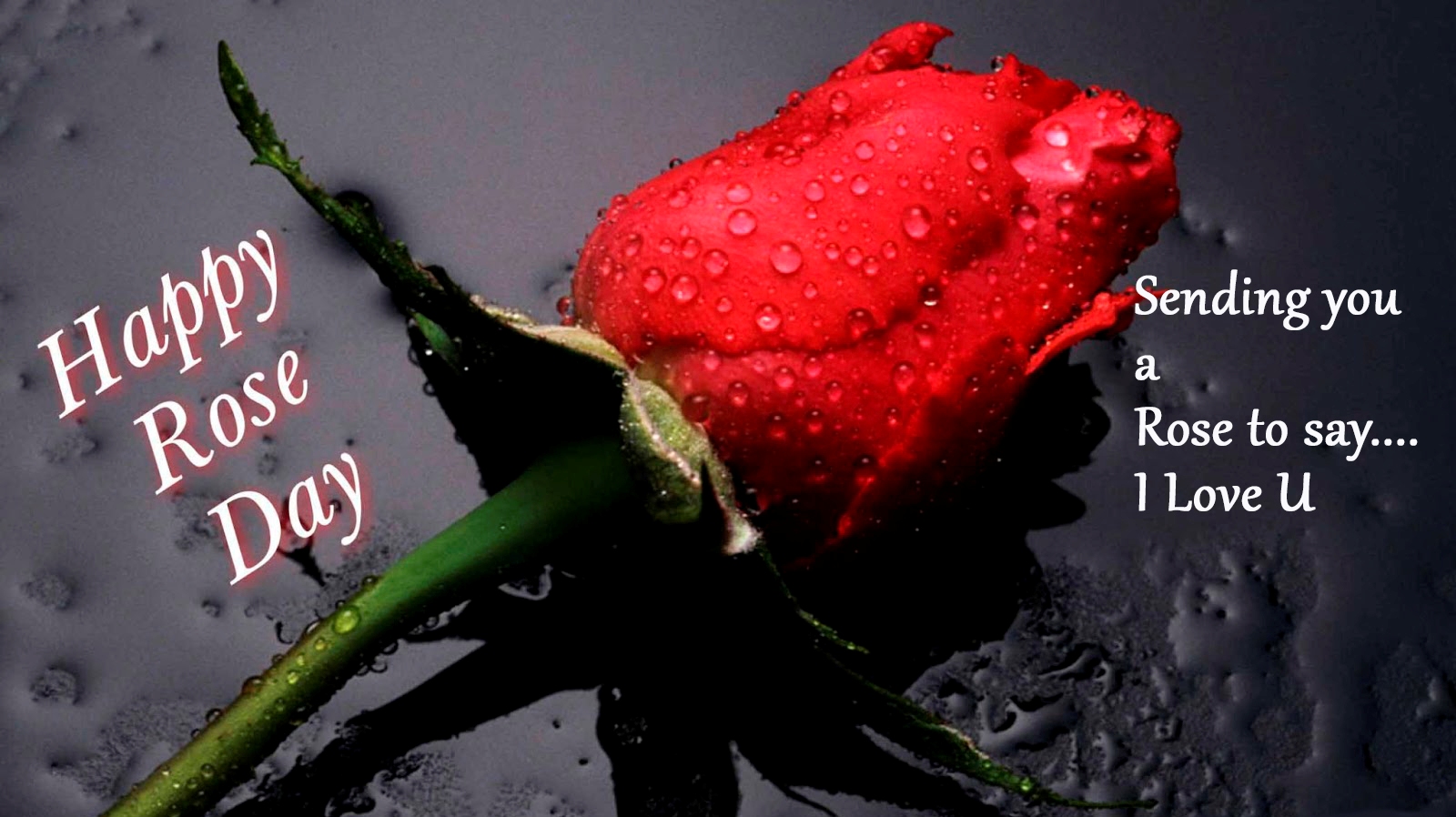 Happy Rose Day Wallpaper - Happy Rose Day 2019 , HD Wallpaper & Backgrounds