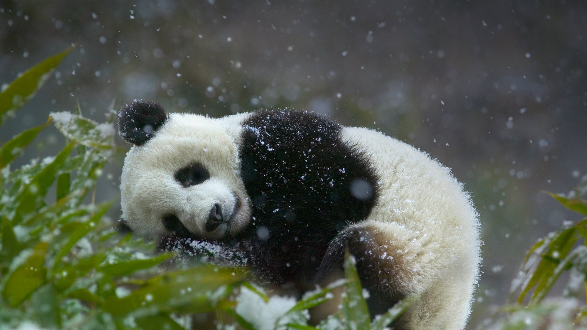 Sleeping Panda Cub , HD Wallpaper & Backgrounds