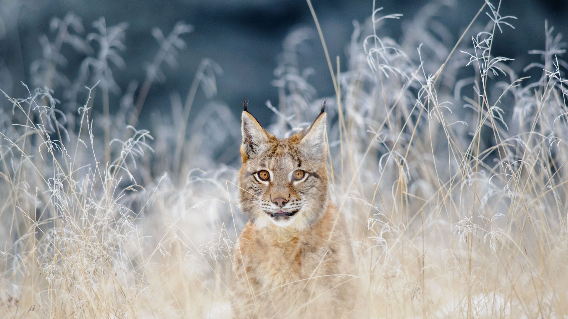 The Feature I Like The Most Is Today's Bing Wallpaper - Eurasian Lynx In The Bohemian Moravian Highlands , HD Wallpaper & Backgrounds