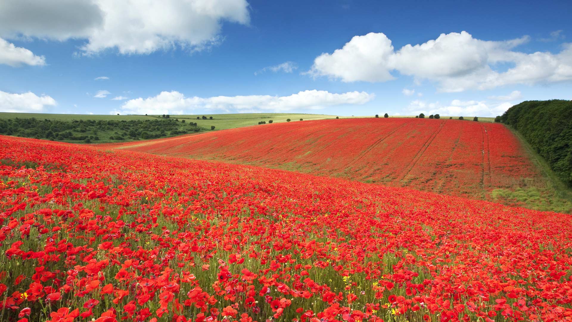 2015 11 10 Remembrancedaypoppies En Gb12566872112 - South Downs National Park Poppies , HD Wallpaper & Backgrounds