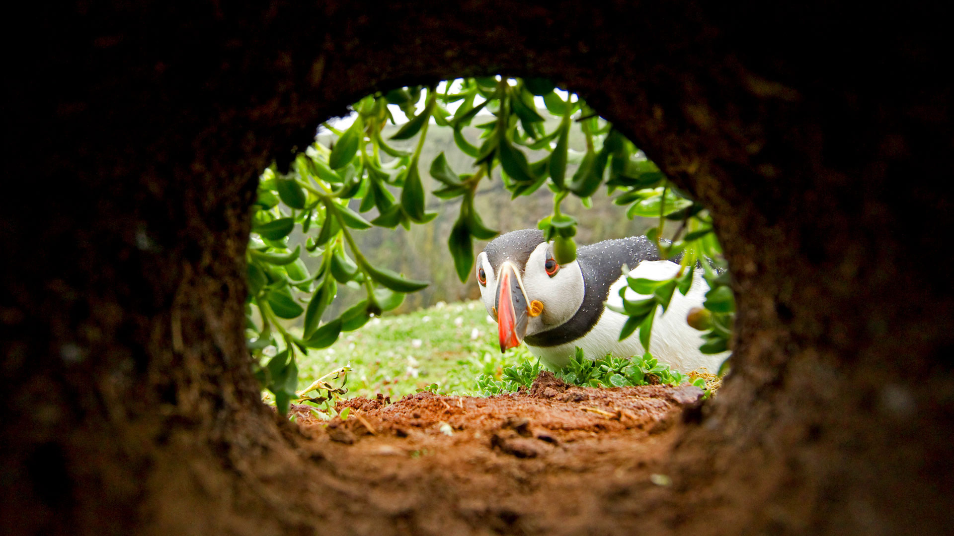 Mobile - Atlantic Puffin Inspects A Nesting Burrow , HD Wallpaper & Backgrounds