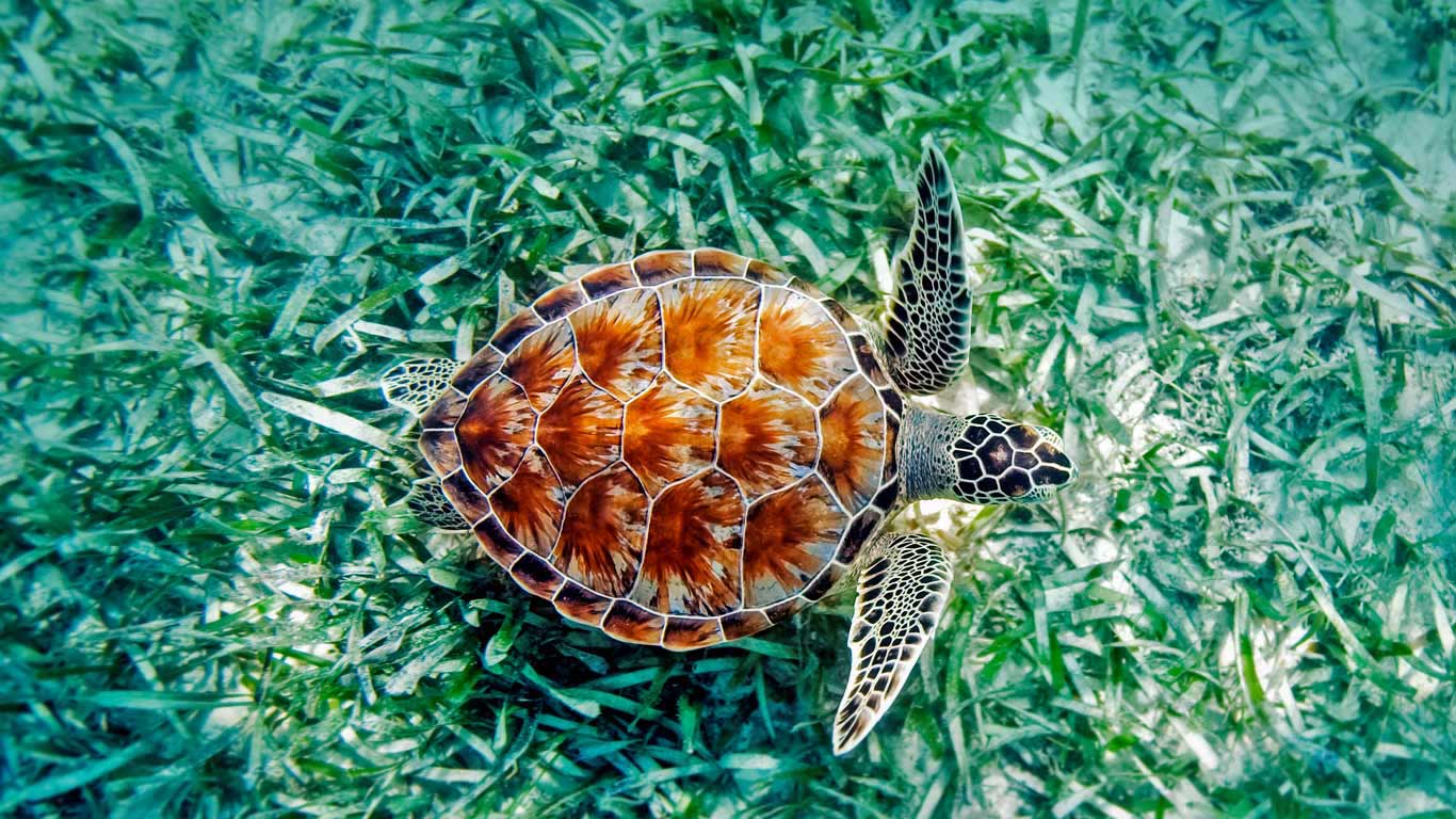 Bing Wallpaper Archive - Green Sea Turtle , HD Wallpaper & Backgrounds