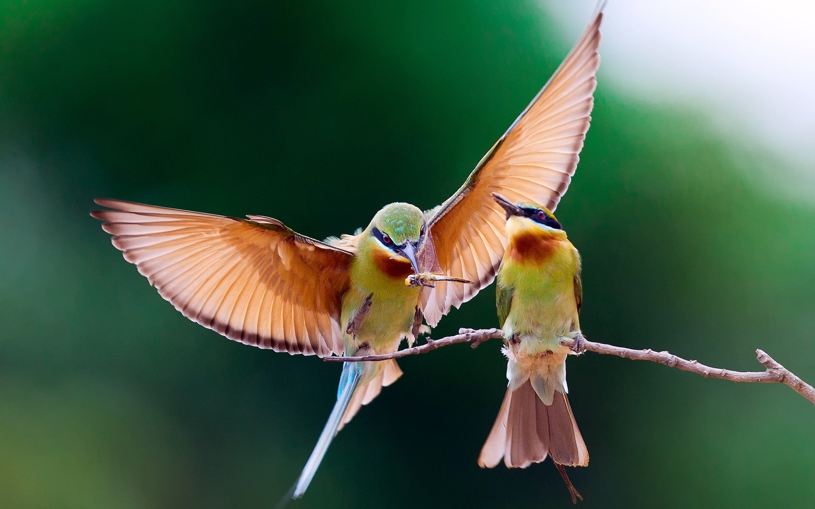 Birds Sharing Food Wallpaper - Bird Couple , HD Wallpaper & Backgrounds