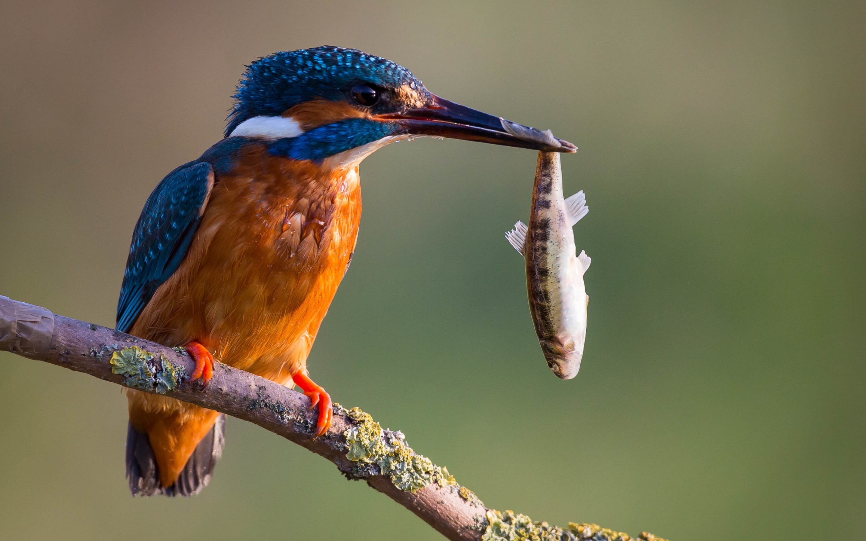 Kingfisher Top Hd Wide New - Kingfisher Bird With Fish , HD Wallpaper & Backgrounds