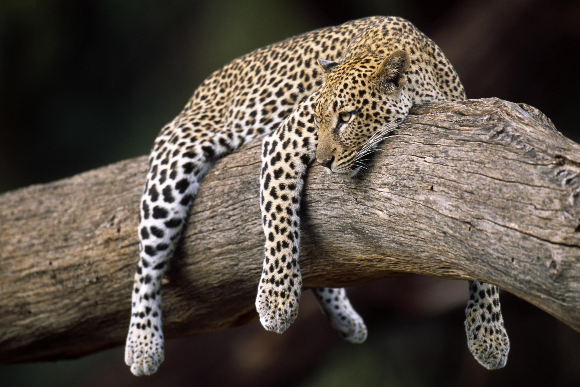 Sleeping Leopard Hd Animal Wallpaper - Leopard On A Tree , HD Wallpaper & Backgrounds