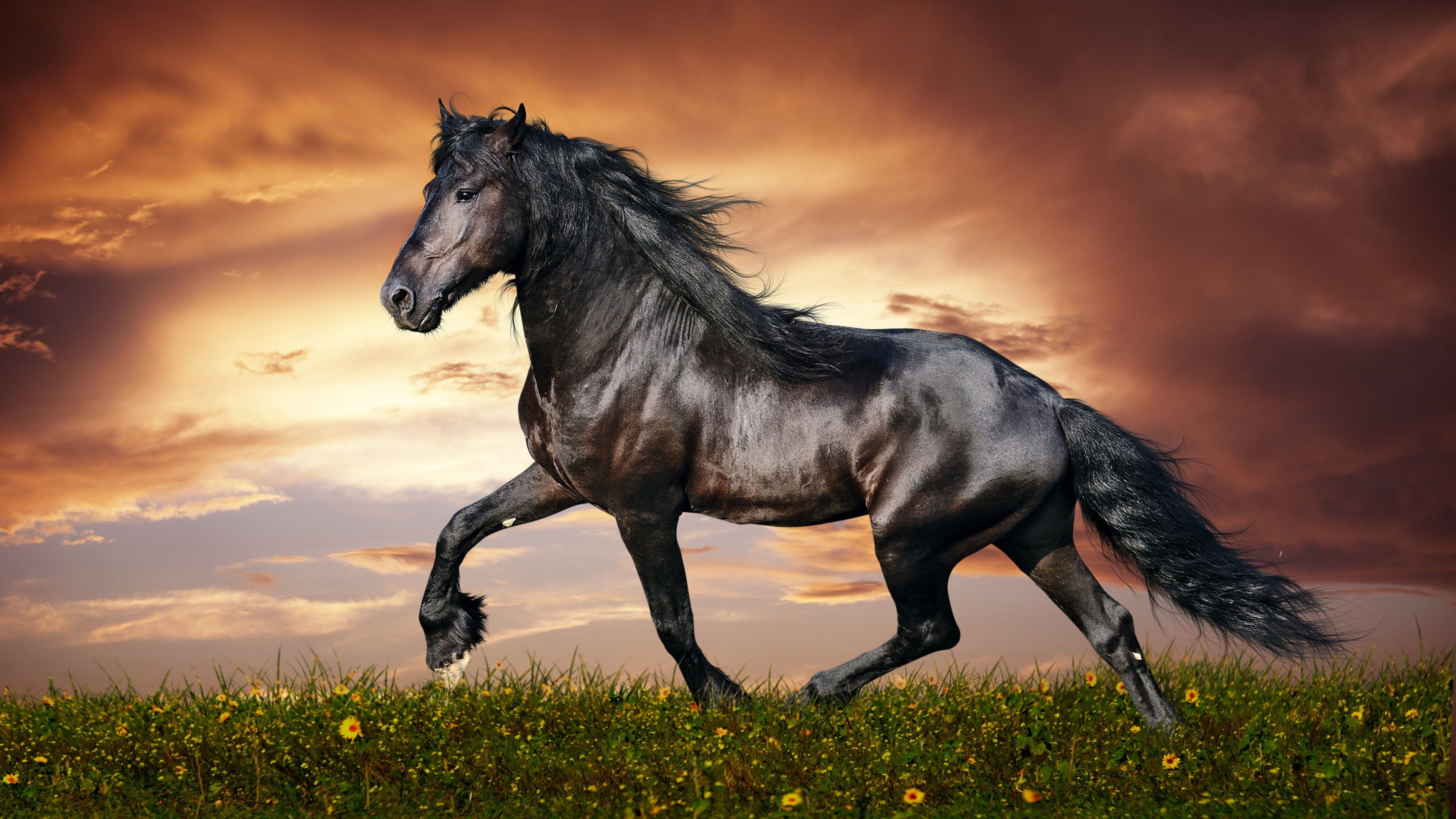 Cool Black Horse Hd Animal Wallpaper - Beautiful Horse , HD Wallpaper & Backgrounds