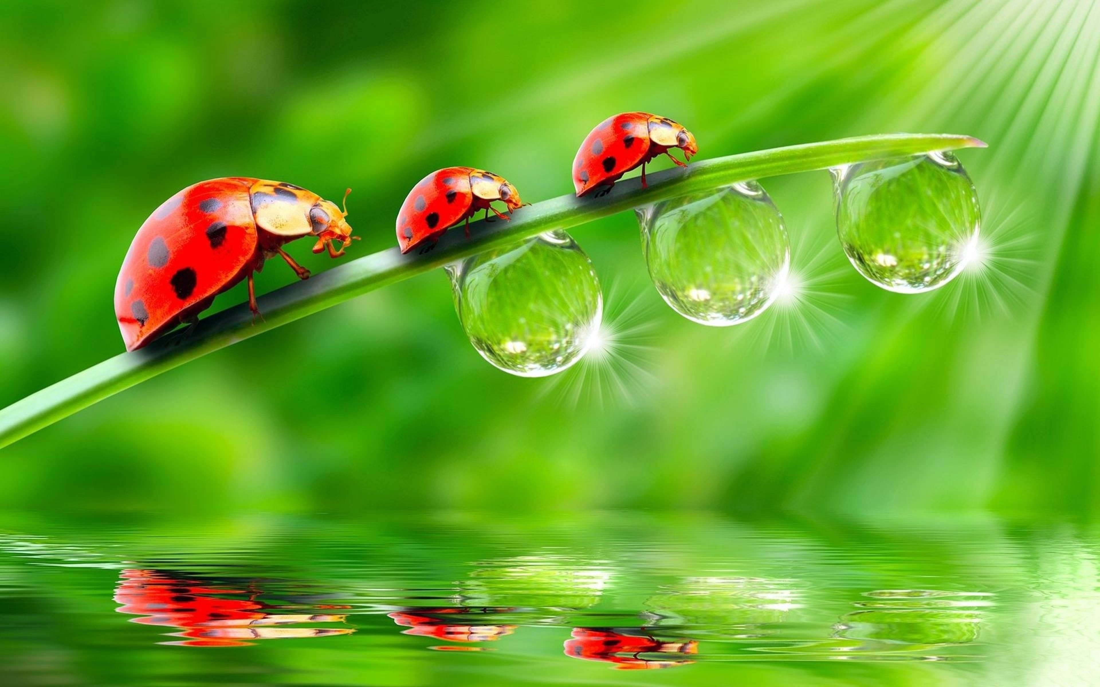 Ladybugs Hd Animal Wallpaper - Water Drop On Leaf Hd , HD Wallpaper & Backgrounds
