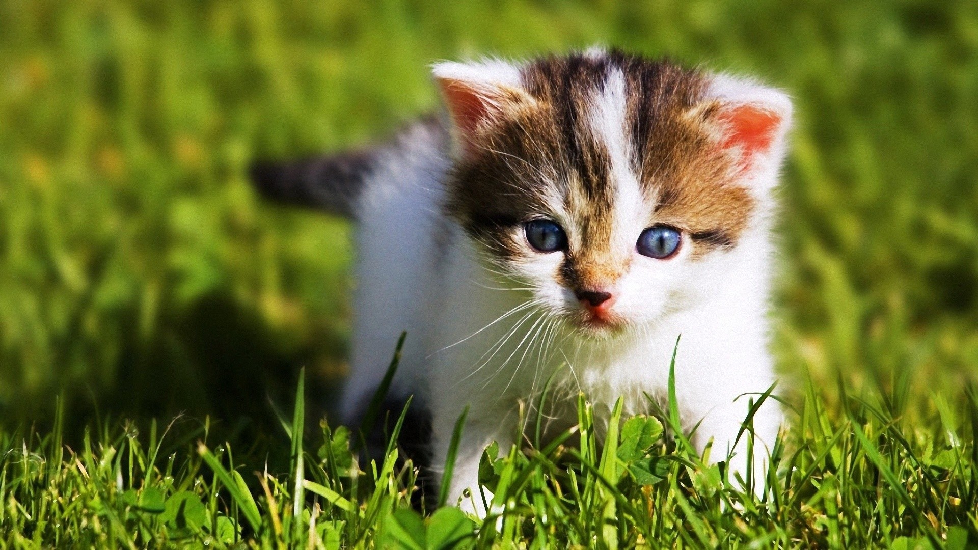 Cute Baby Cats Wallpaper Desktop - Baby Animal Wallpapers Hd , HD Wallpaper & Backgrounds