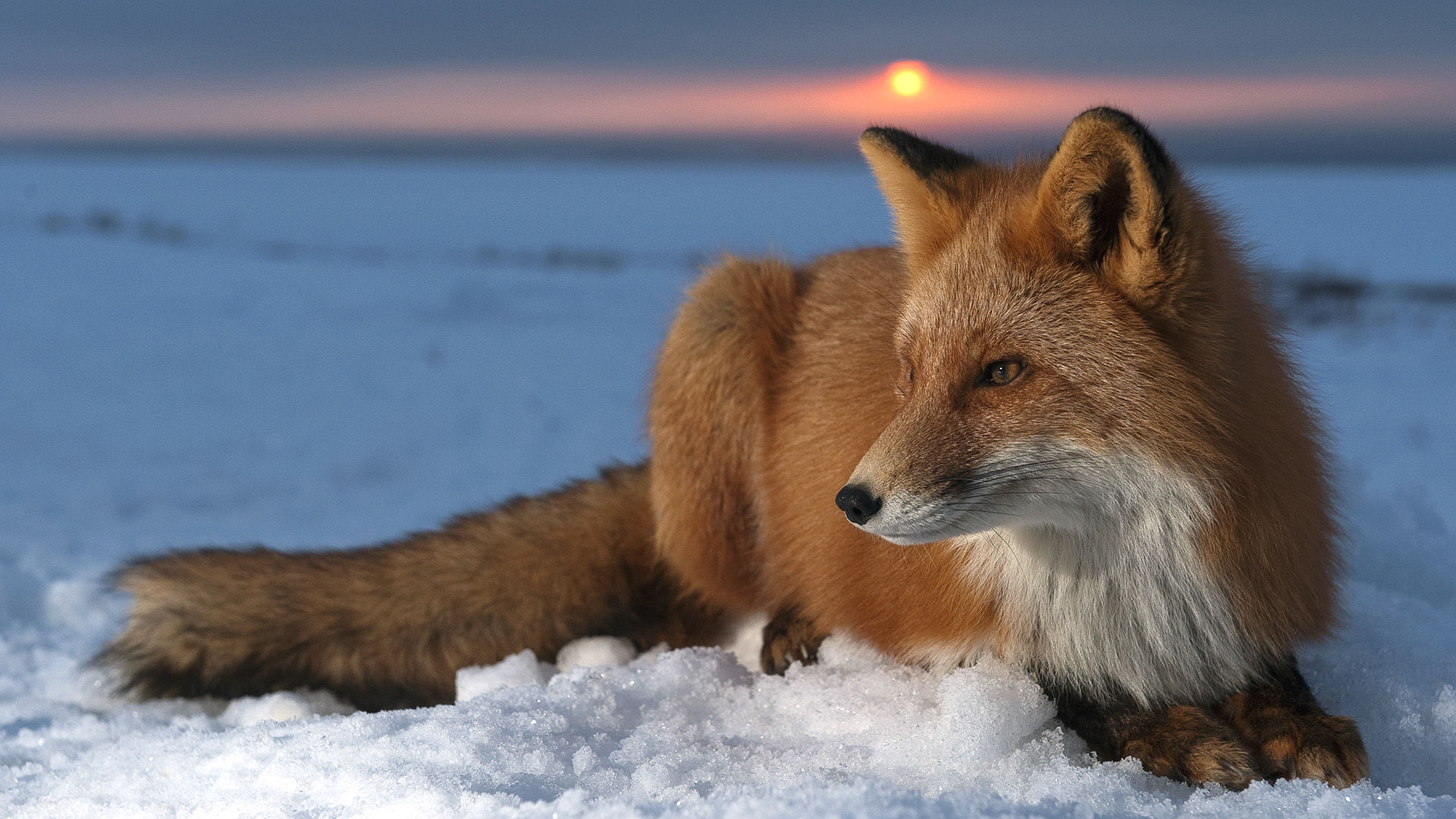 Wild - Fox Hd , HD Wallpaper & Backgrounds