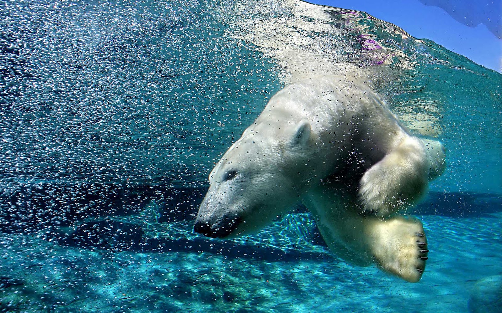 Bear Animal Free Photo Gallery - Polar Bear Facebook Cover , HD Wallpaper & Backgrounds