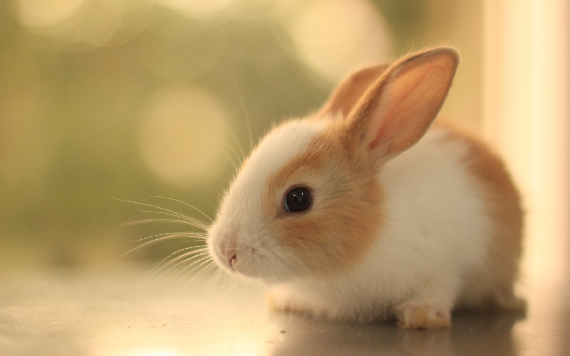 Animal Wallpaper Hd For Mobile - Bunnies With Big Ears , HD Wallpaper & Backgrounds