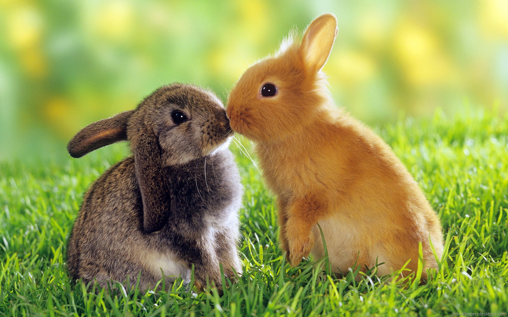 Animals Wallpapers Hd Widescreen Desktop Backgrounds - Cute Animals Love , HD Wallpaper & Backgrounds