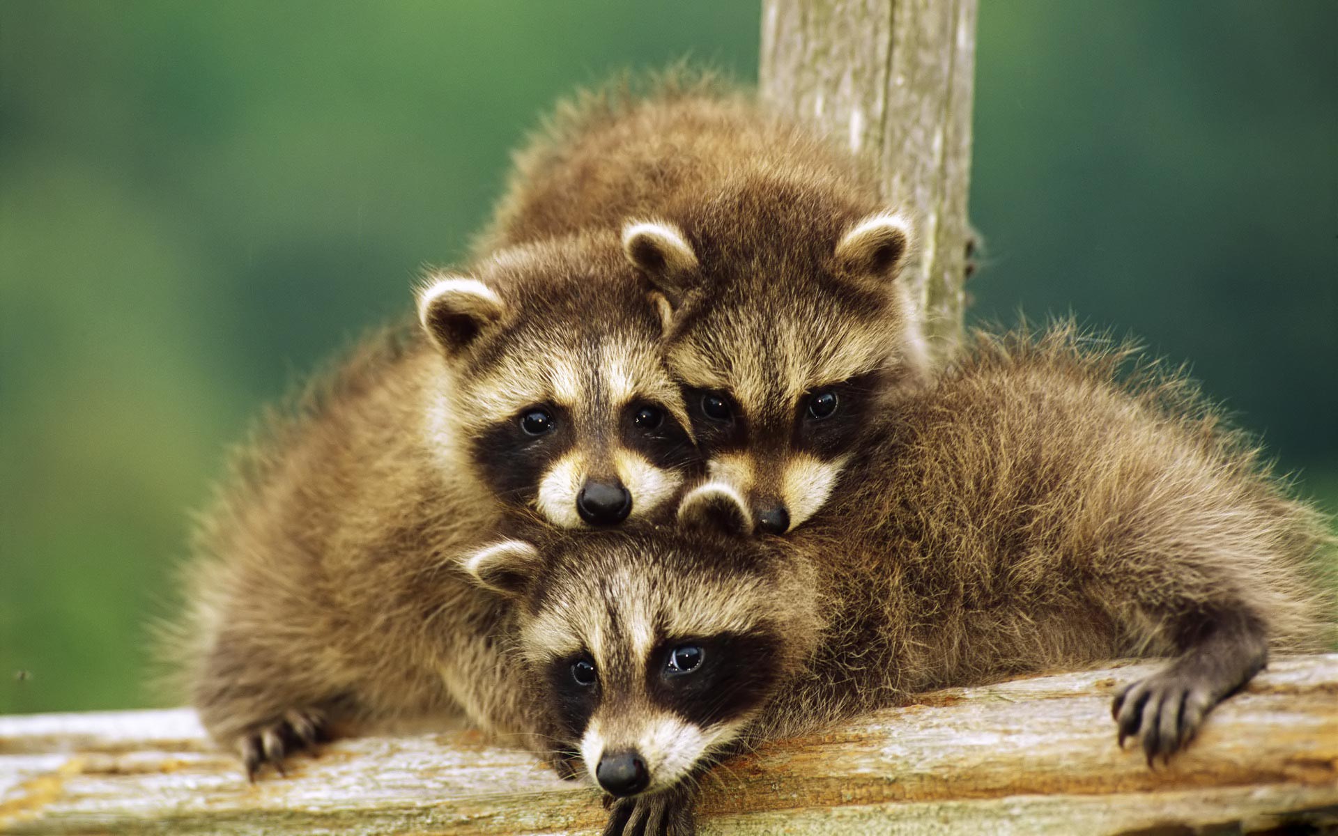 Baby Animal Wallpaper - Cute Baby Raccoon , HD Wallpaper & Backgrounds