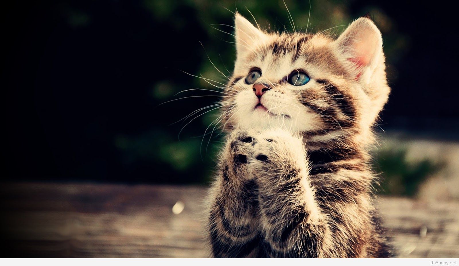 Funny Cat Full Hd Wallpaper Praying Kitten Cute - Fondos De Pantalla De Gatos Tiernos , HD Wallpaper & Backgrounds