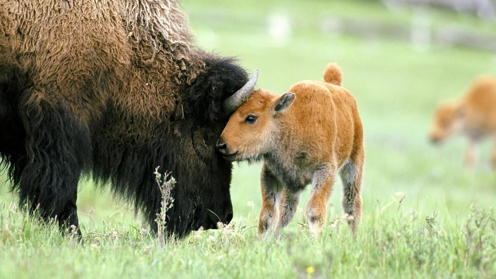 Bison Animal Wallpaper Photos - Bison Hd , HD Wallpaper & Backgrounds
