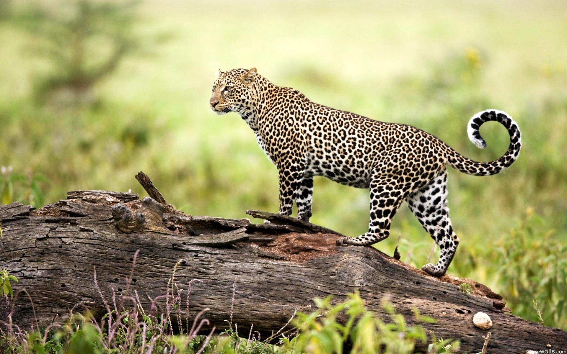 Walking Leopard Hd Animal Wallpaper - Wildlife Hd , HD Wallpaper & Backgrounds