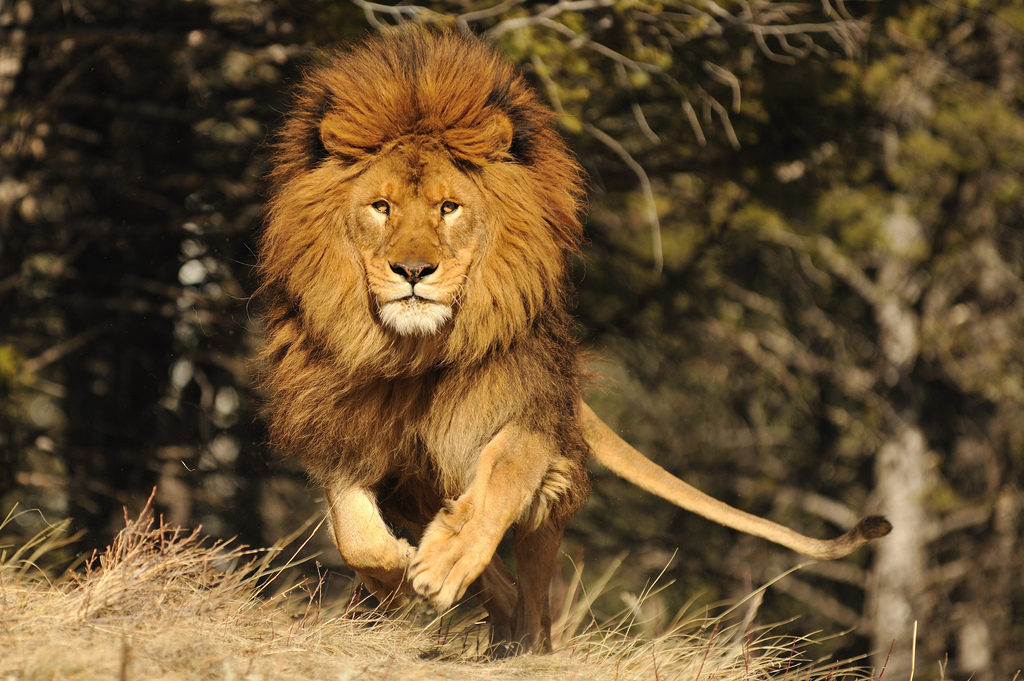 Hd Photo Animal Lion - Lion Running Images Hd , HD Wallpaper & Backgrounds