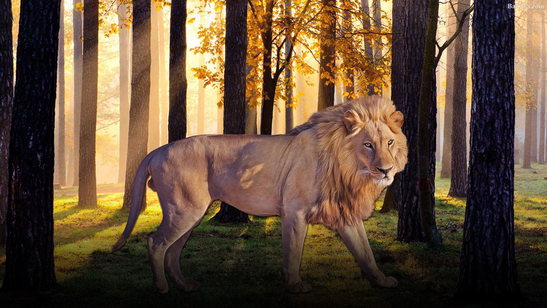 Lion Hd Background Wallpaper - Lion Hd Wallpaper S , HD Wallpaper & Backgrounds