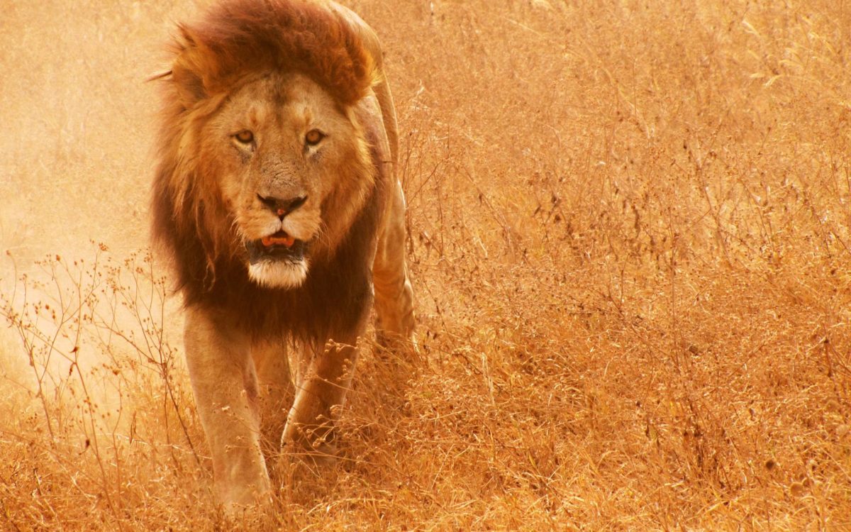 Lion Hd Wallpaper - Background Lion Images Hd , HD Wallpaper & Backgrounds