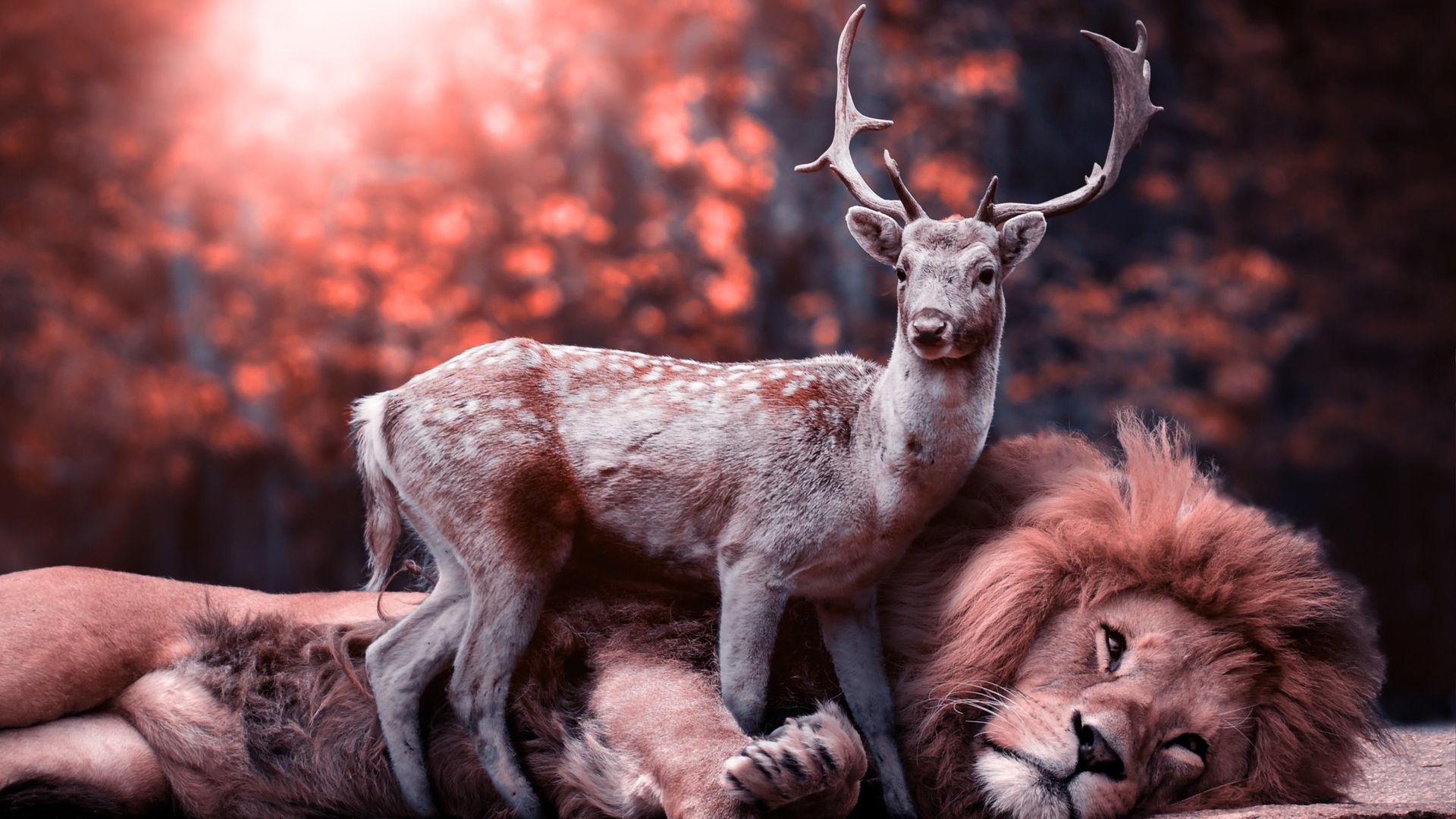 Lion And Deer Wallpaper Hd - Hd Animals , HD Wallpaper & Backgrounds