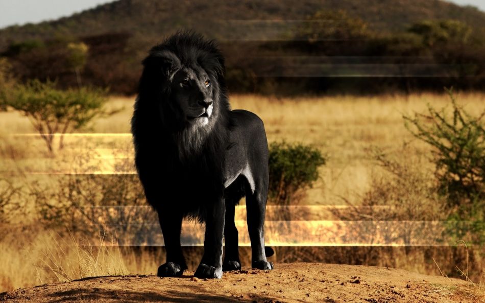 Black Lion - Black African Lion , HD Wallpaper & Backgrounds