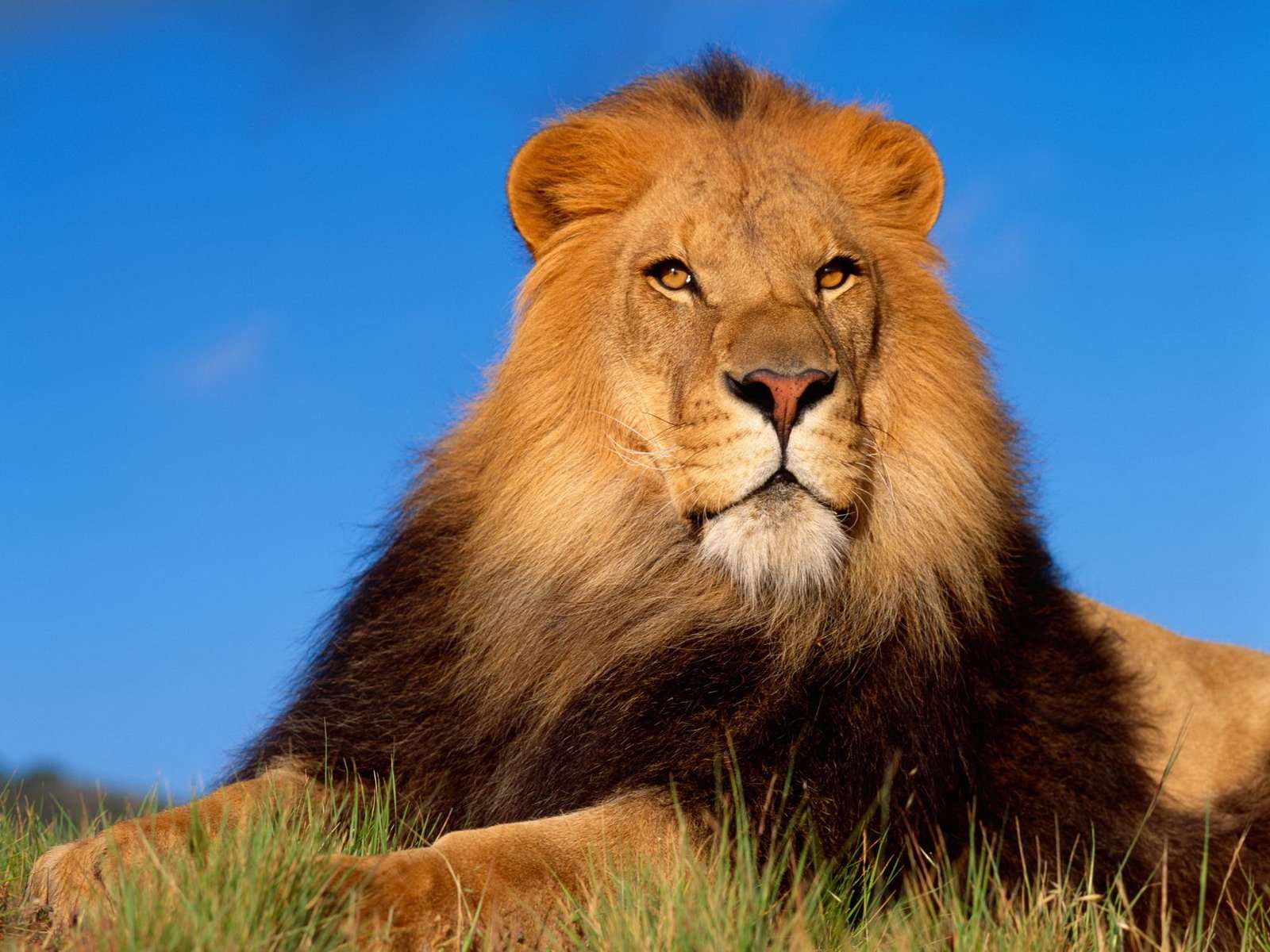 Hd Wallpaper - Does A Lion Look Like , HD Wallpaper & Backgrounds