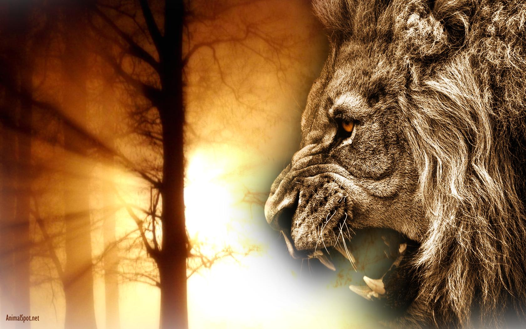 Angry Lion Hd Wallpaper - Angry Lion Wallpaper Full Hd , HD Wallpaper & Backgrounds