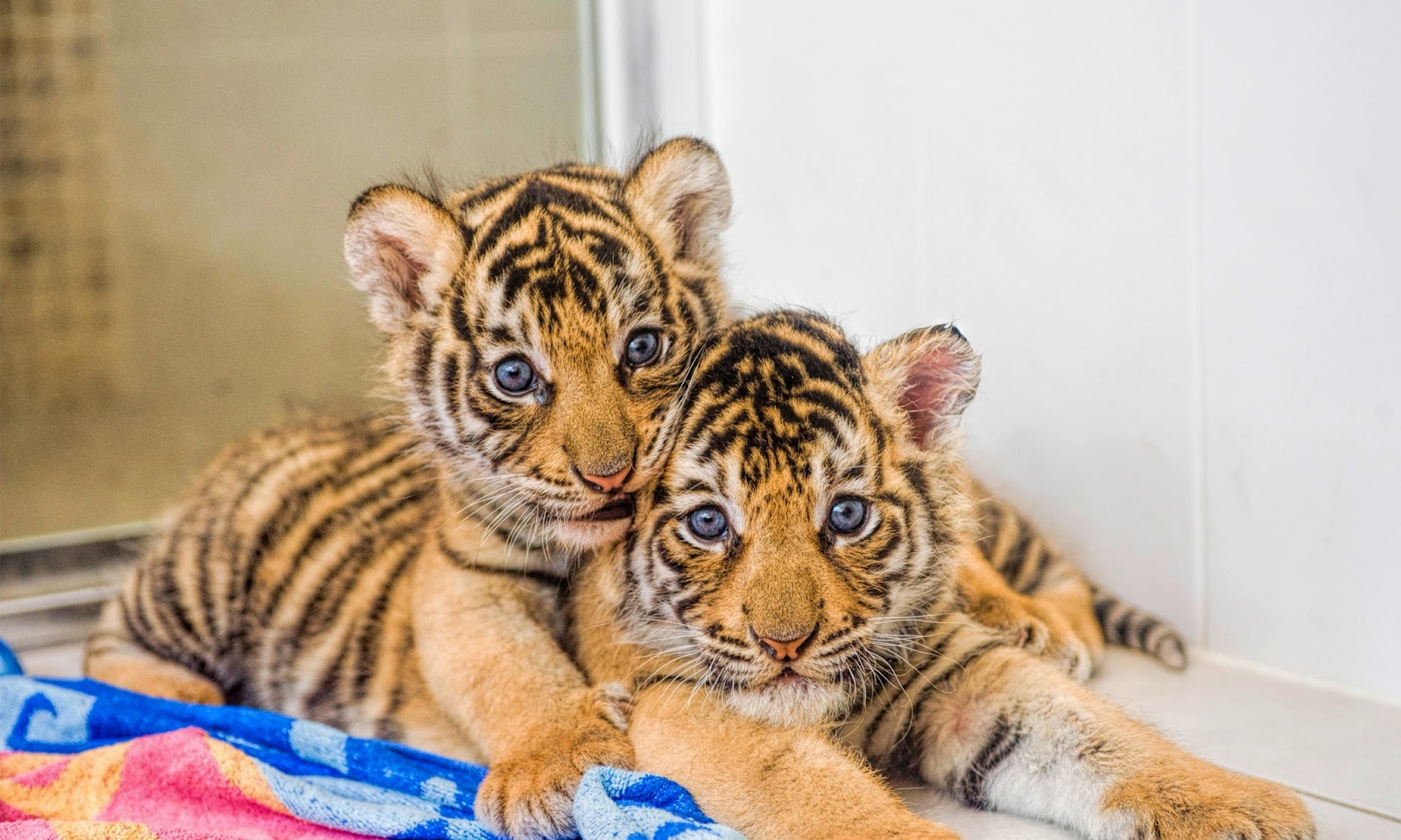 Tiger Cubs Wallpapers, Animal Hd Wallpapers Free Download - Tiger Cub Images Hd , HD Wallpaper & Backgrounds