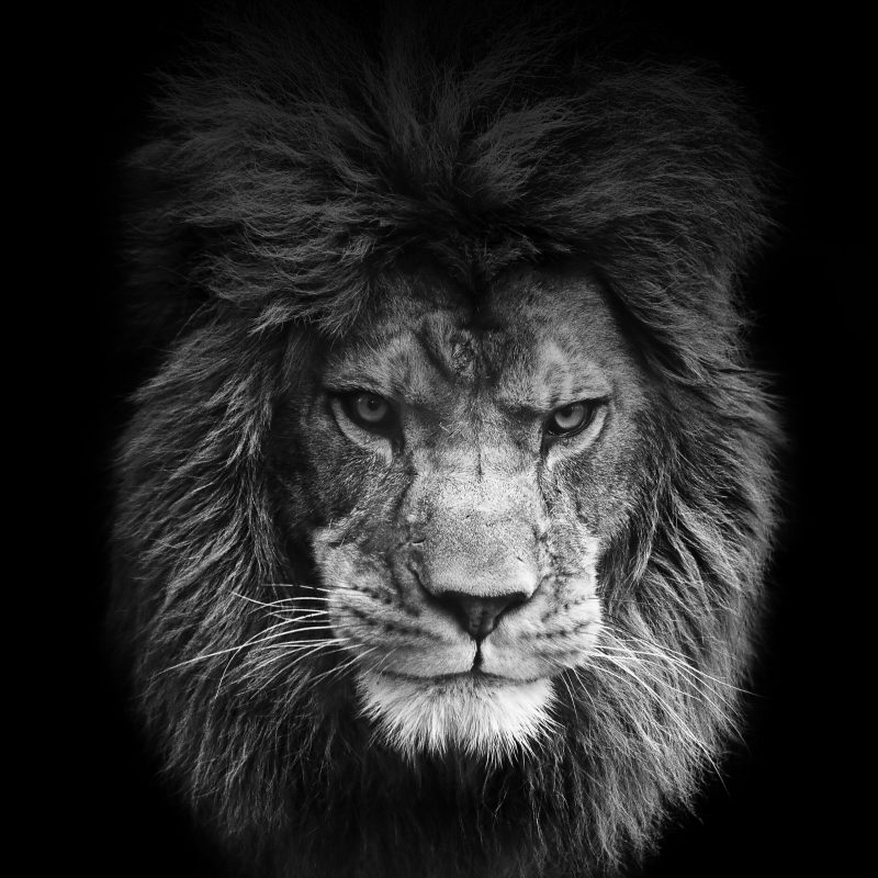 Angry Lion Face Wallpaper - Black And White Lion Roar , HD Wallpaper & Backgrounds