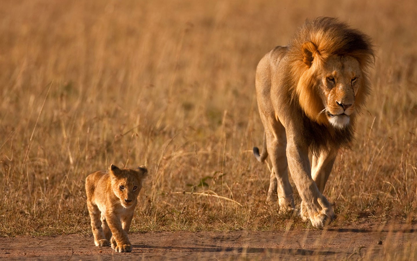 Hd Lion Pic 105063 Hd Wallpaper Backgrounds Download
