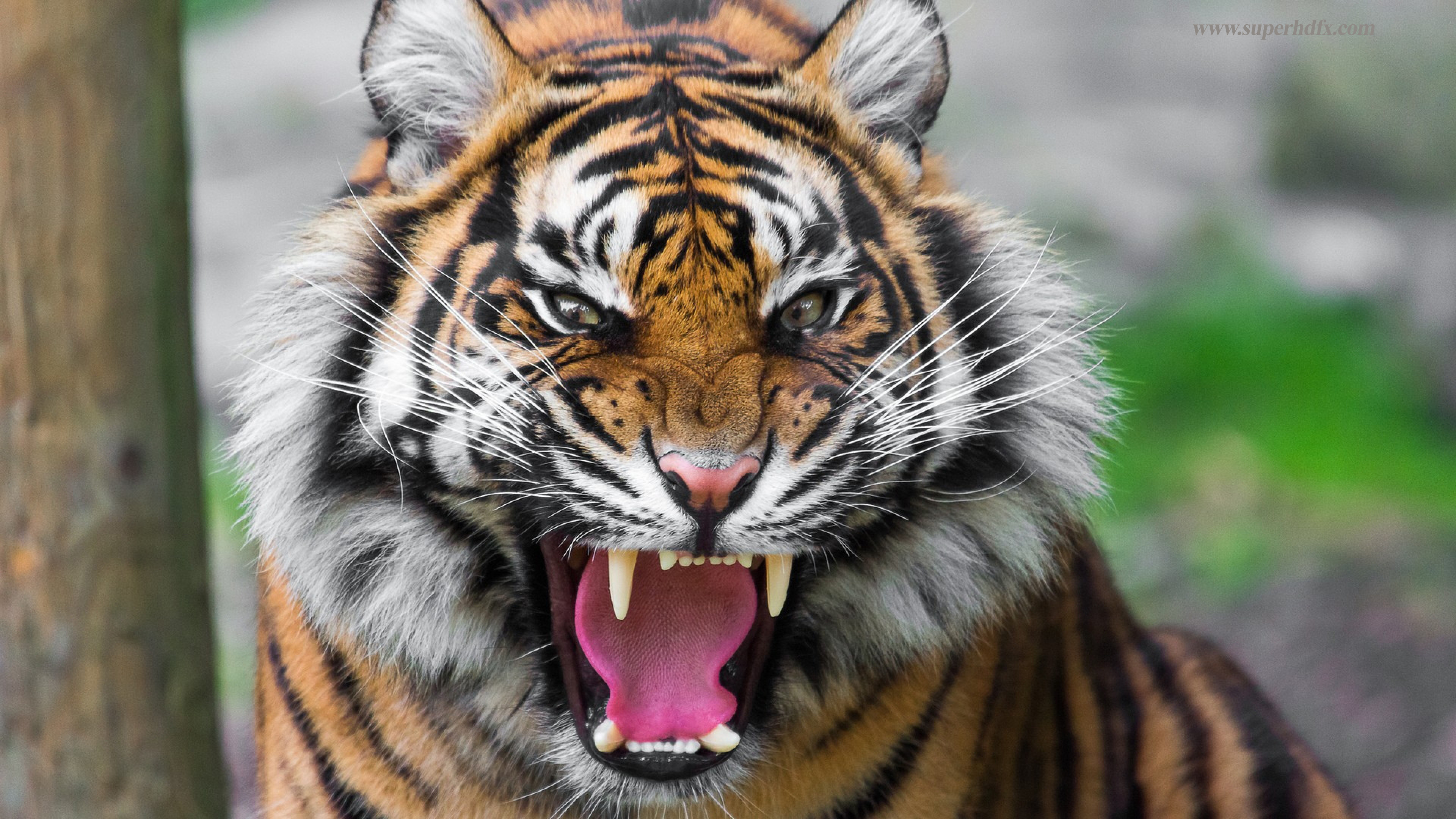 Tiger Hd Wallpaper - Angry Tiger , HD Wallpaper & Backgrounds