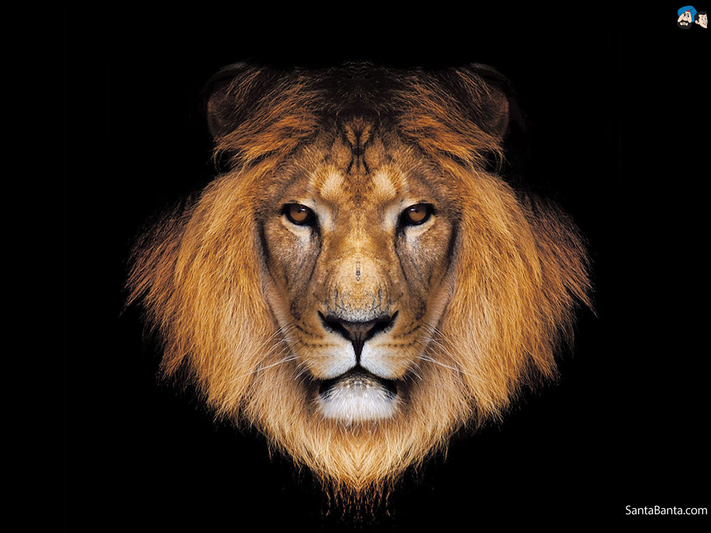 Lion Hd , HD Wallpaper & Backgrounds