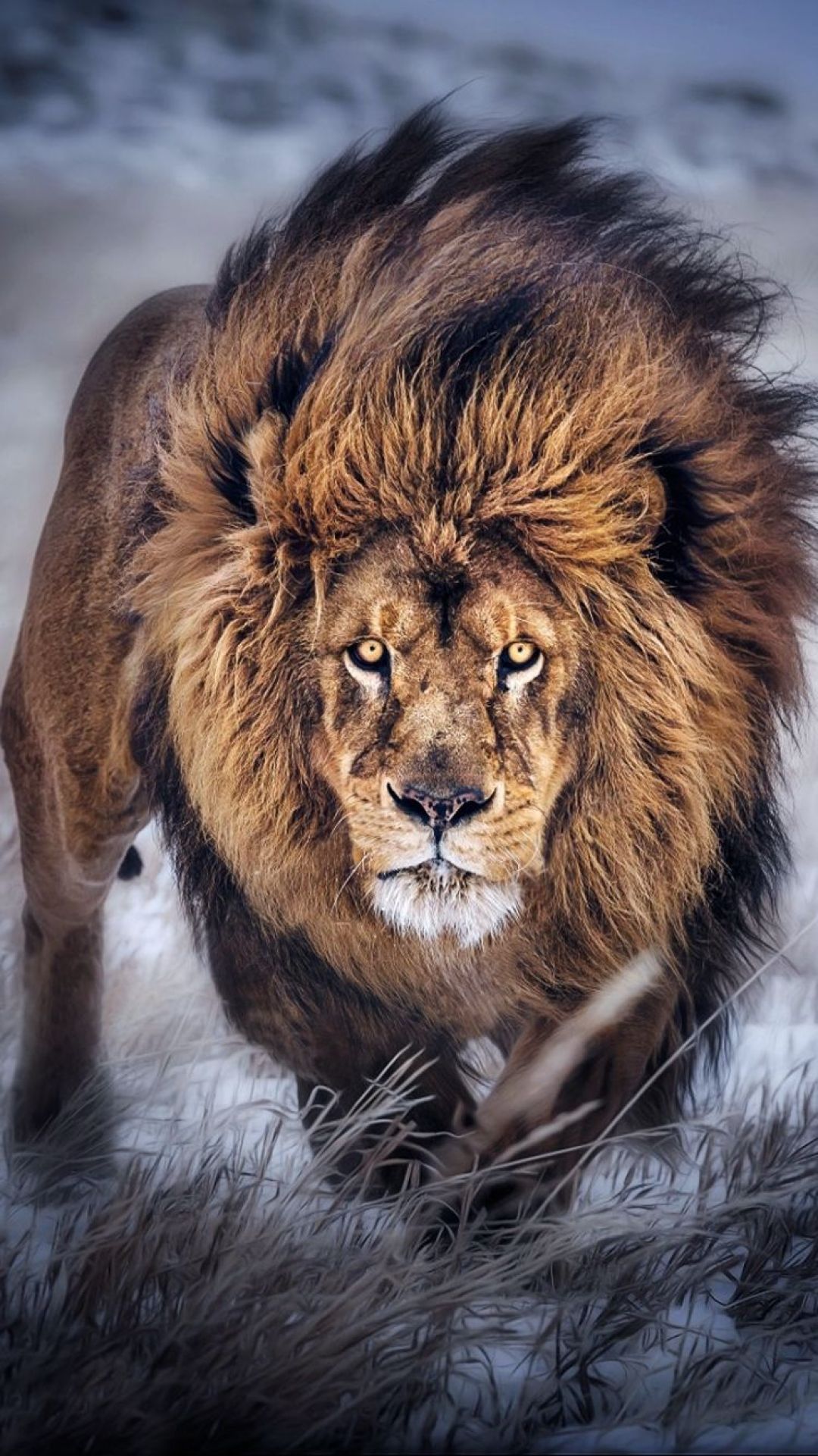 Featured image of post Picsart Background Hd Lion - See more ideas about hd backgrounds, picsart background, dslr background images.