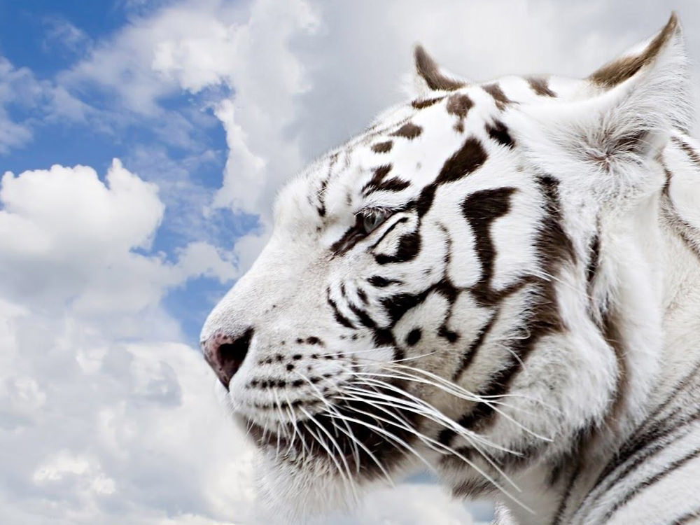 White Tiger Hd Wild Animal Wallpapers - Papel De Parede Grande , HD Wallpaper & Backgrounds